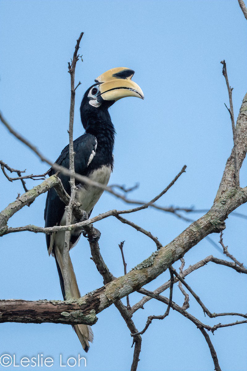 Oriental Pied-Hornbill - Leslie Loh