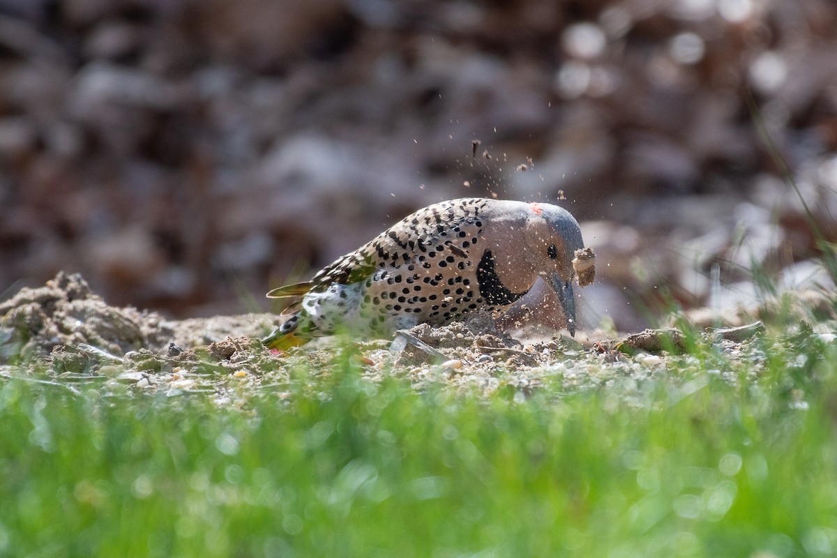 Northern Flicker (Yellow-shafted) - ML439298171