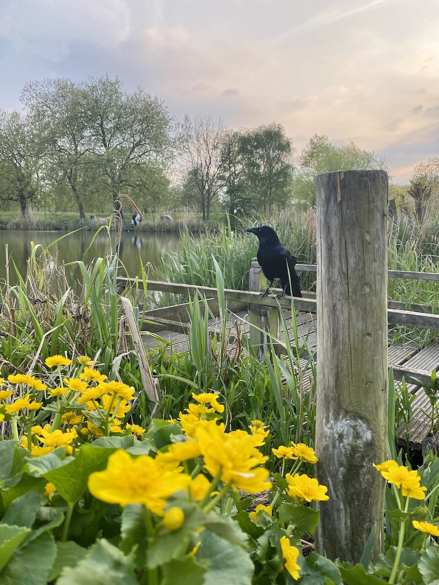 Carrion Crow - ML439298761