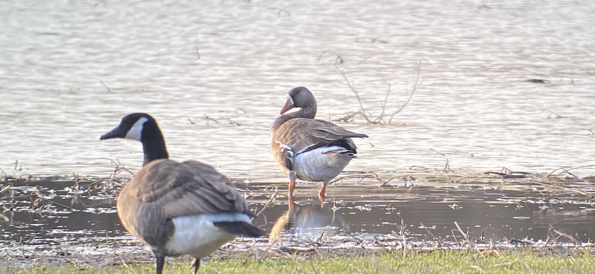 Greater White-fronted Goose - Joel Strong