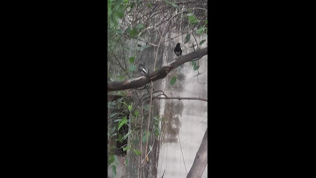 鵲鴝 - ML439299421