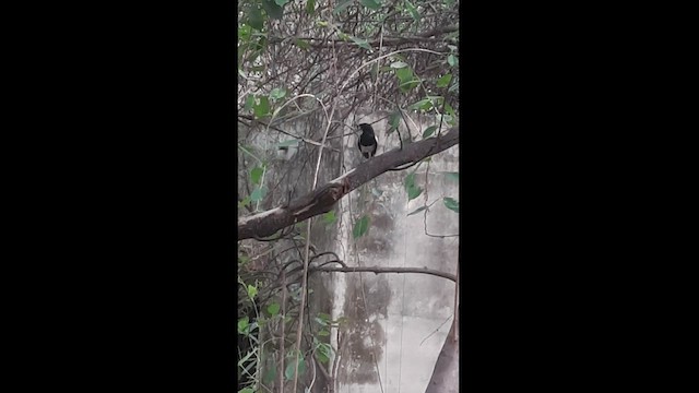 鵲鴝 - ML439299621