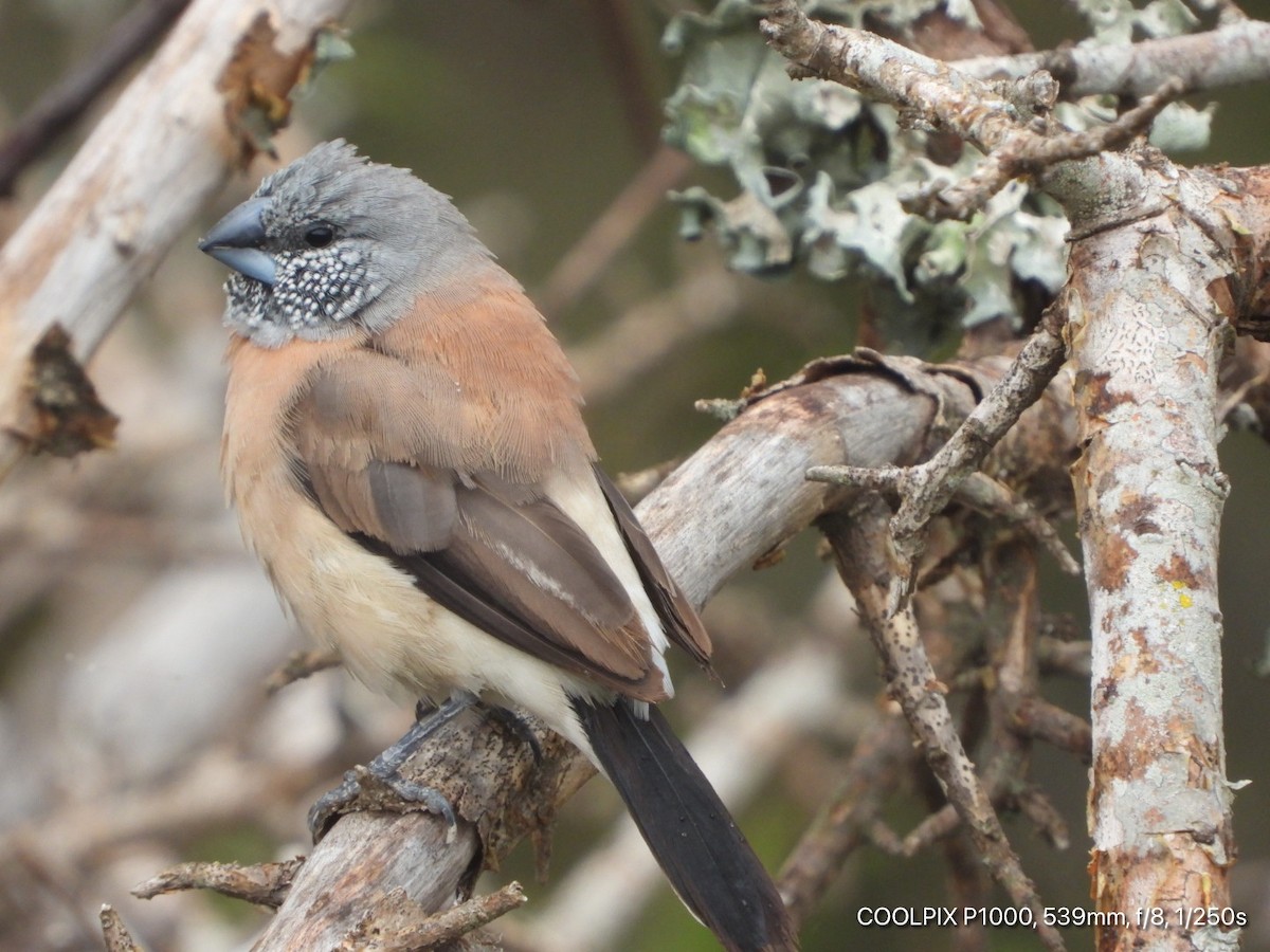 Gray-headed Silverbill - ML439299681
