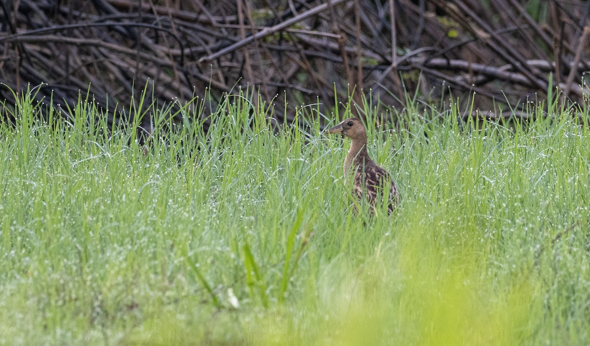 Watercock - ML439299761