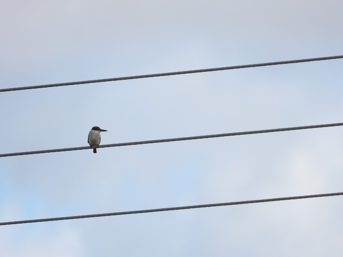 Sacred Kingfisher - ML439299931