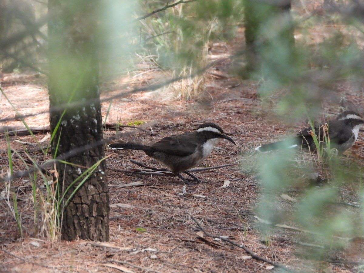 White-browed Babbler - ML439300031