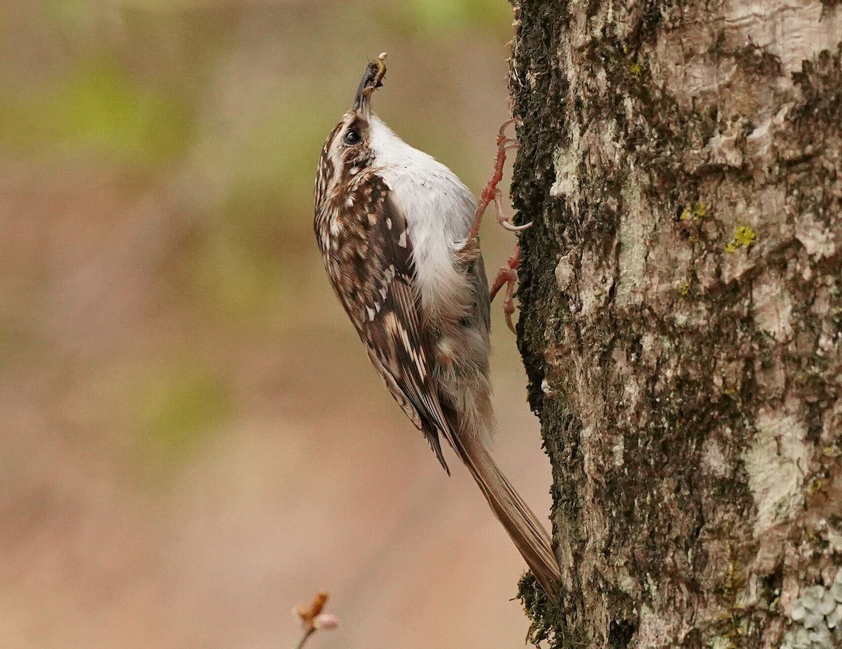 Eurasian Treecreeper - ML439300371