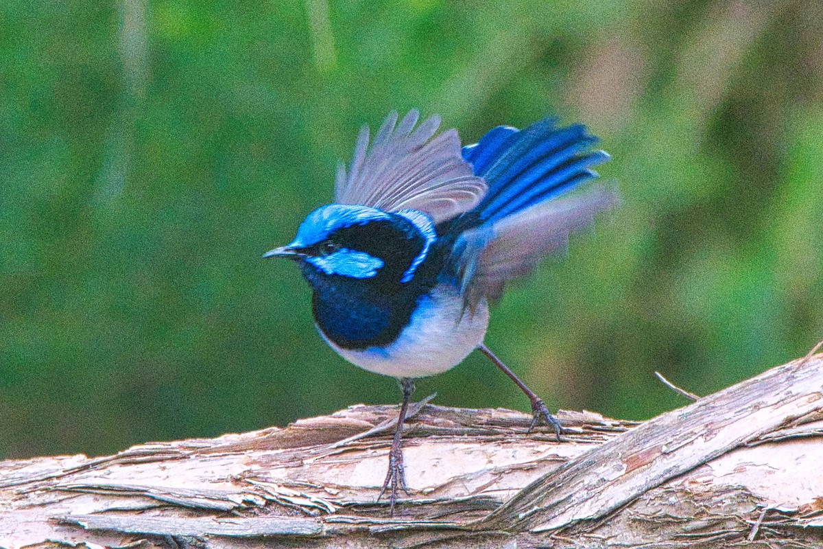 Superb Fairywren - ML439302261