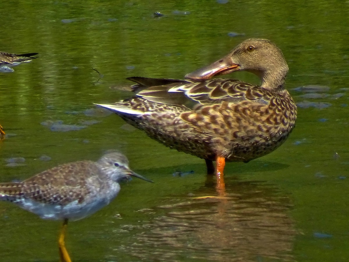 Northern Shoveler - Alfonso Auerbach