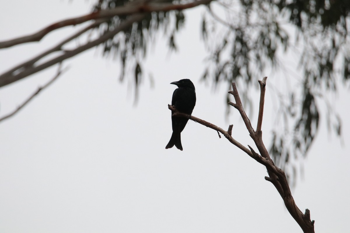 drongo vločkoprsý - ML439304021