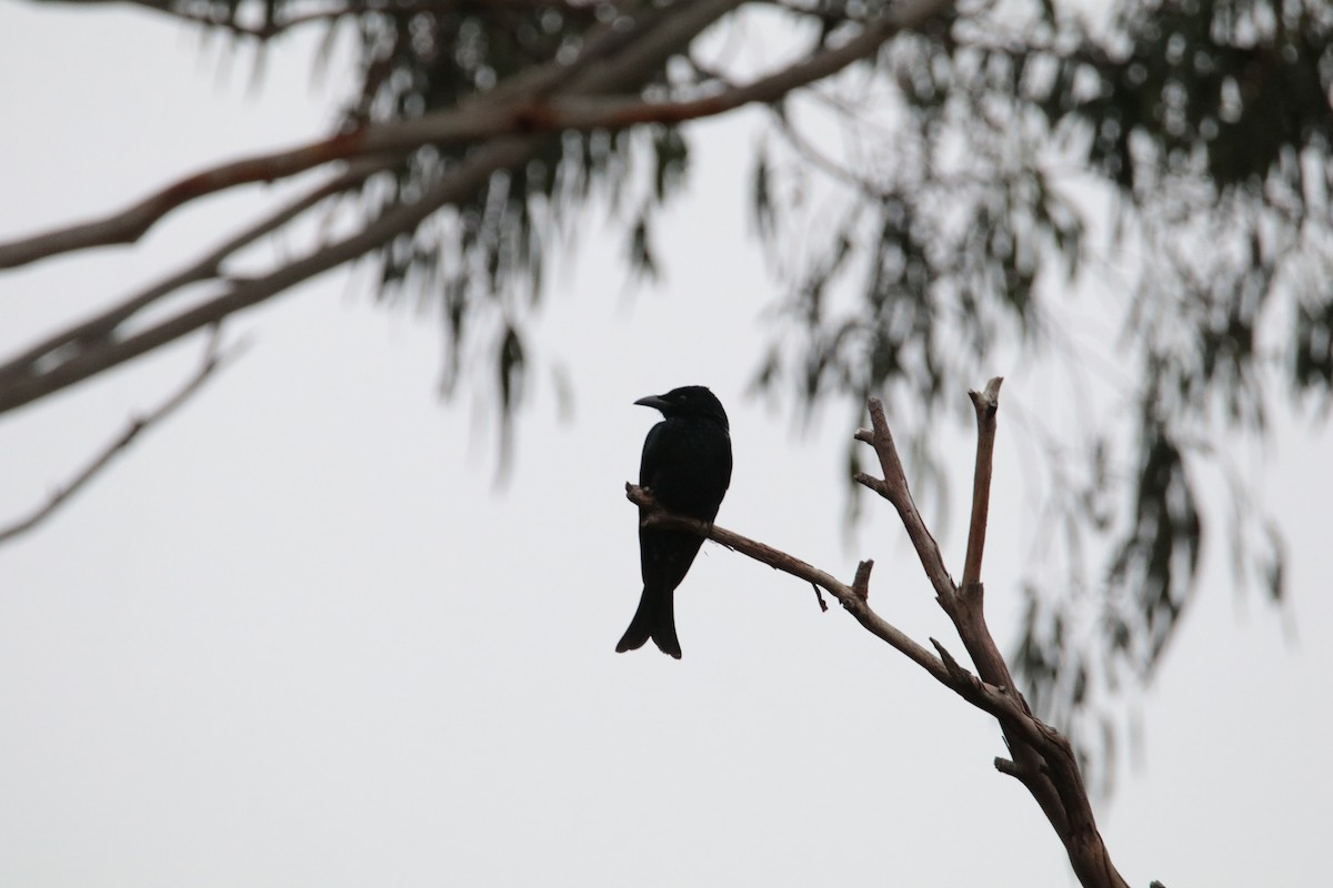 drongo vločkoprsý - ML439304051