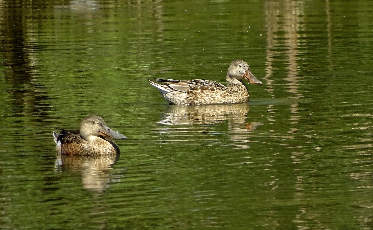 Northern Shoveler - Alfonso Auerbach