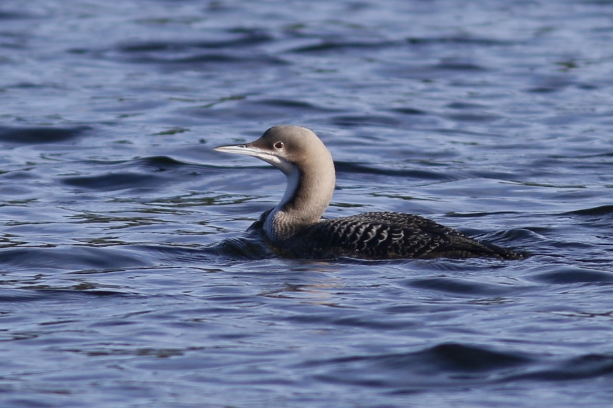 Pacific Loon - ML43930661