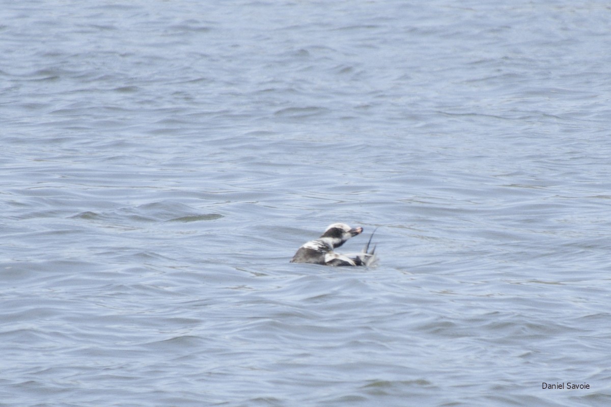 Long-tailed Duck - ML439306691