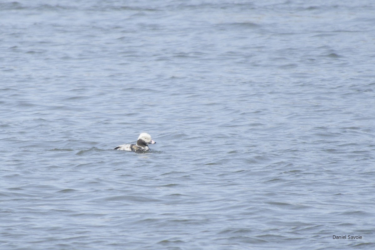 Long-tailed Duck - ML439306701