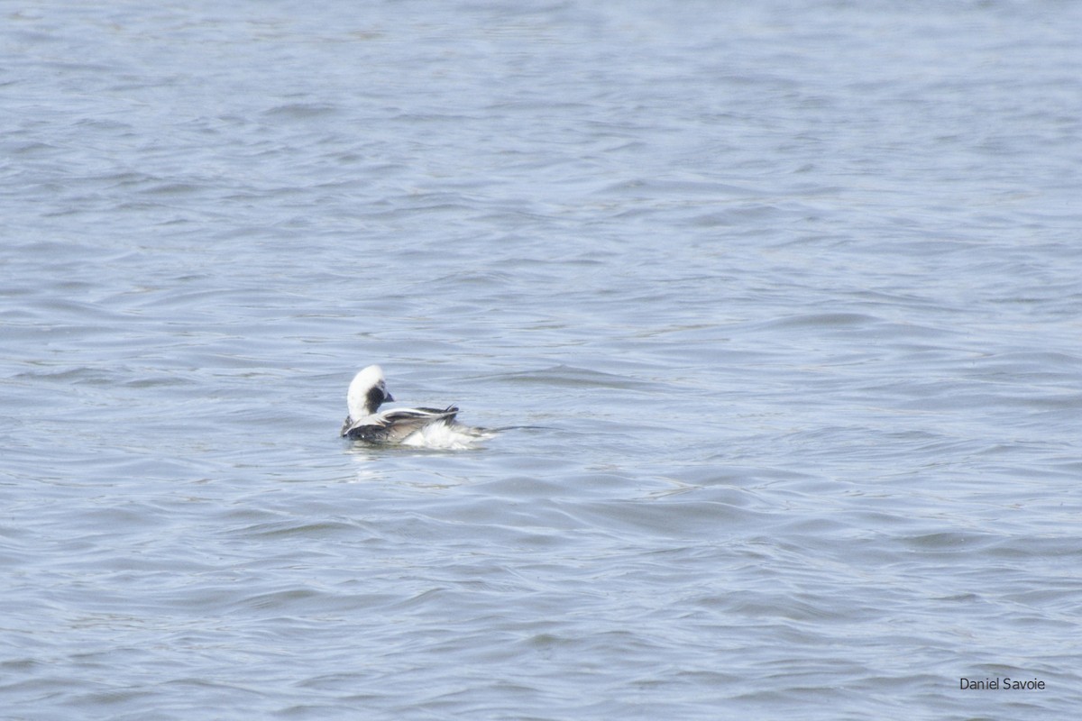 Long-tailed Duck - ML439306711