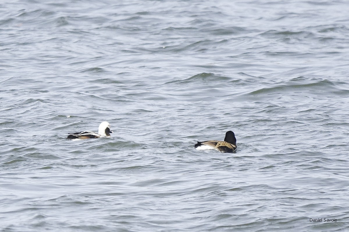 Long-tailed Duck - ML439306721