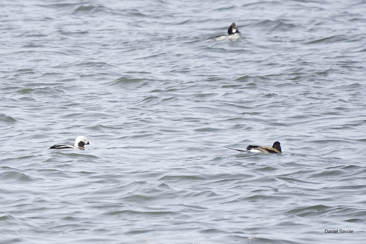 Long-tailed Duck - ML439306731
