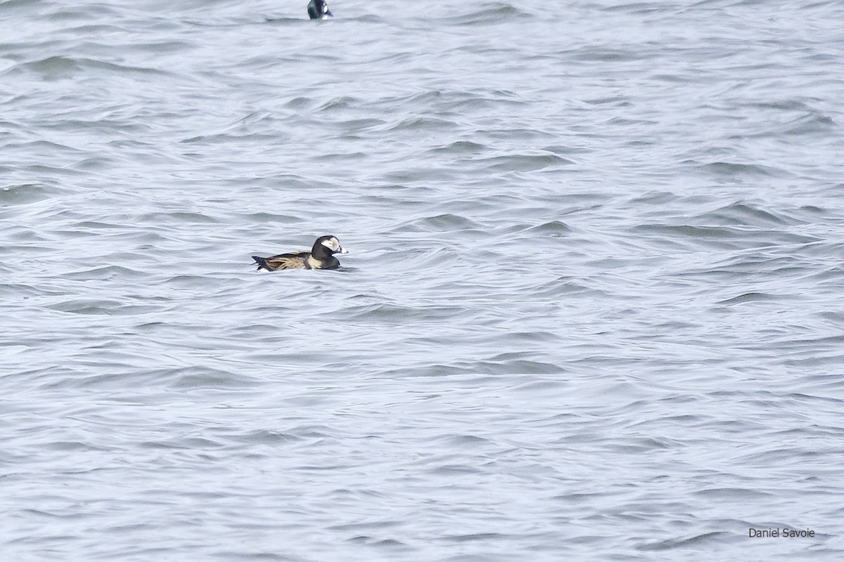 Long-tailed Duck - ML439306741