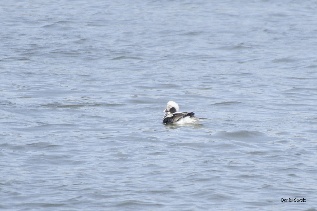 Long-tailed Duck - ML439306751