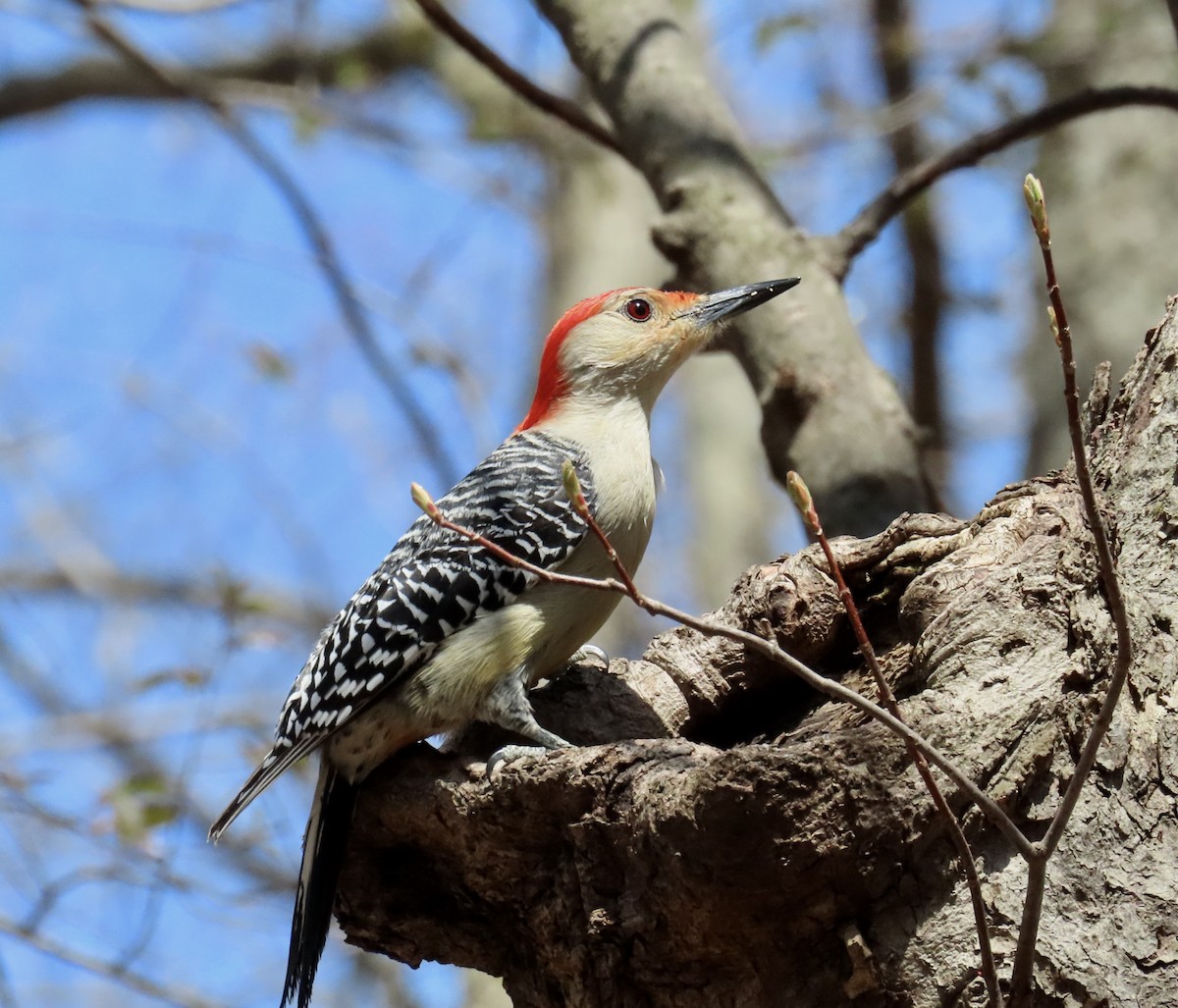 Red-bellied Woodpecker - ML439306911