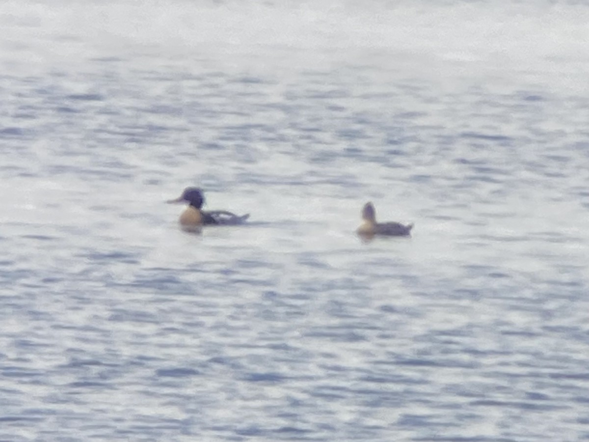 siland - ML439307481