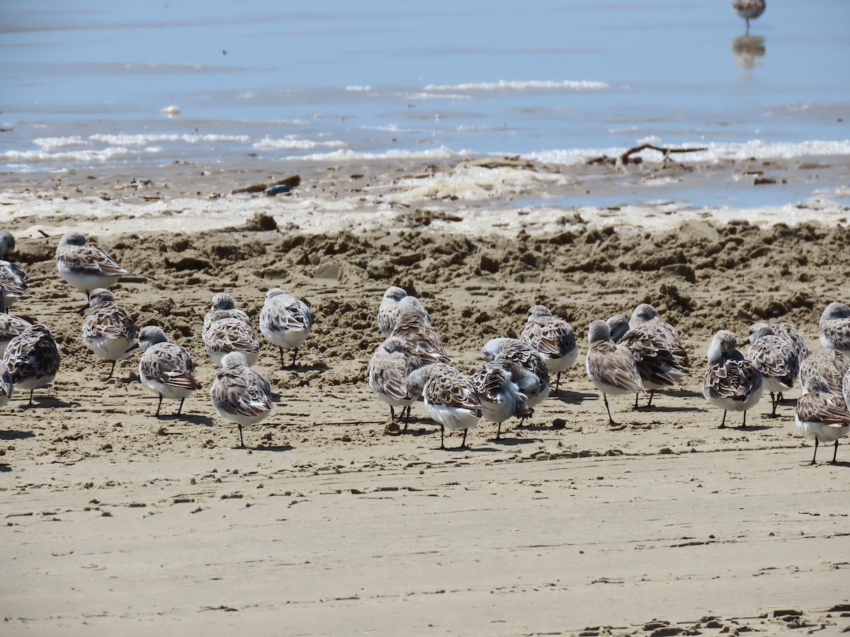 Bécasseau sanderling - ML439307731