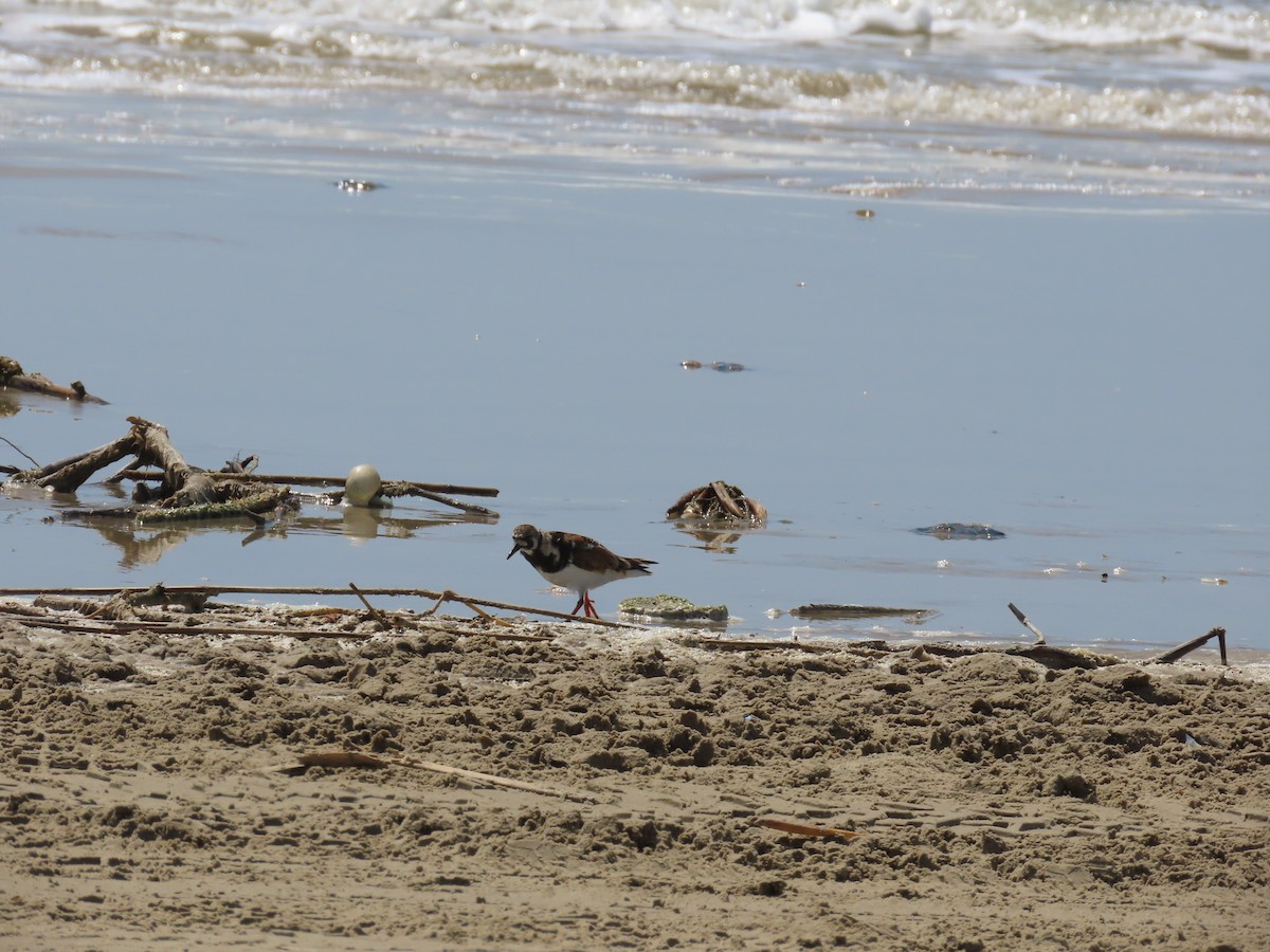 Ruddy Turnstone - Michael Bowen