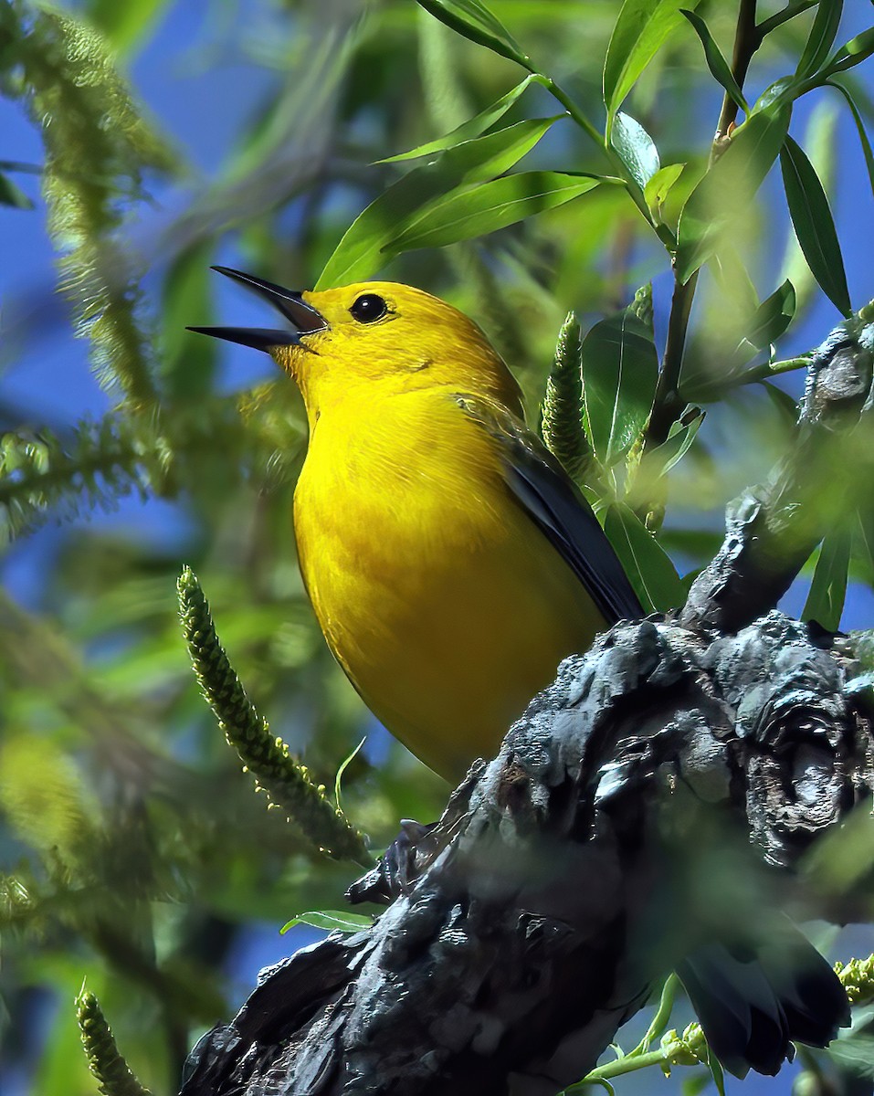 Prothonotary Warbler - Bob Howdeshell