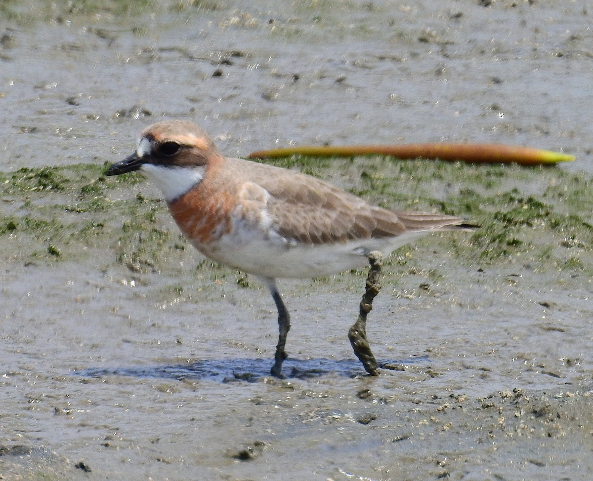 Siberian/Tibetan Sand-Plover - ML439310061