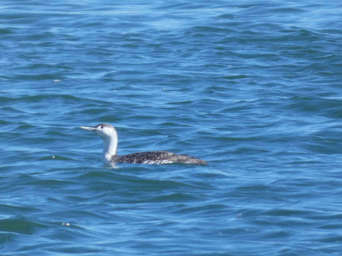 Red-throated Loon - ML439310311