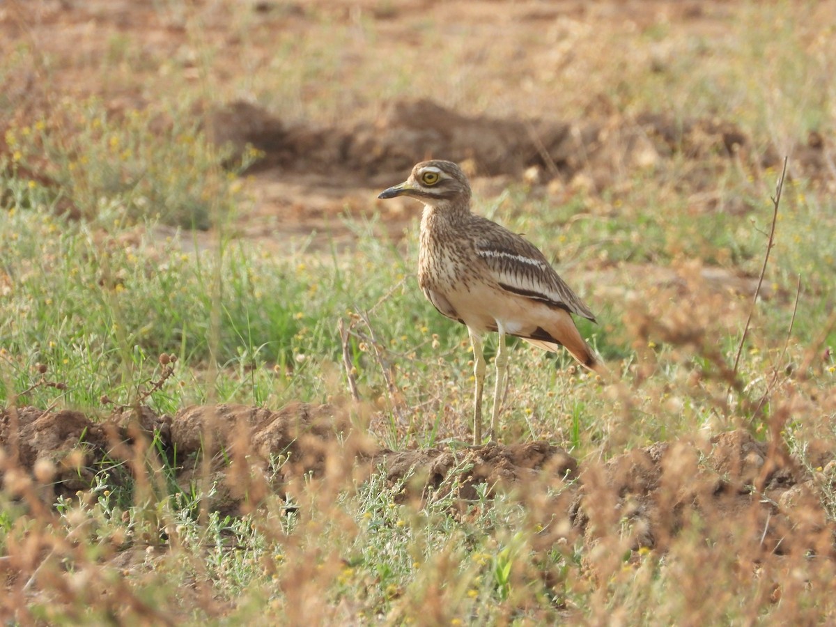 Indian Thick-knee - ML439310641