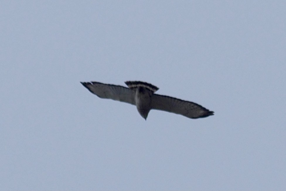 Broad-winged Hawk - ML439311741