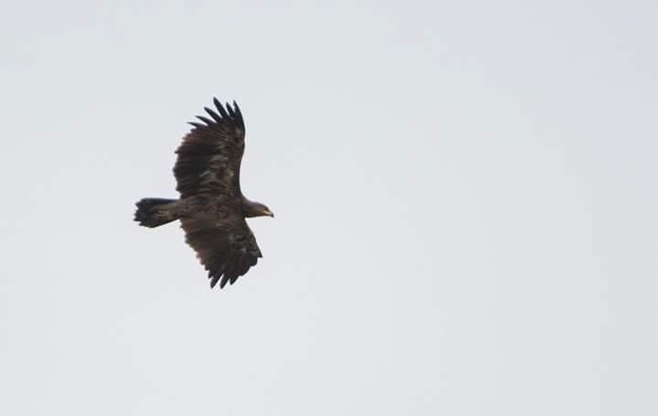 Steppe Eagle - ML43931201