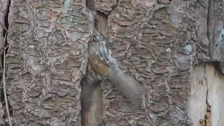  - Brown Creeper