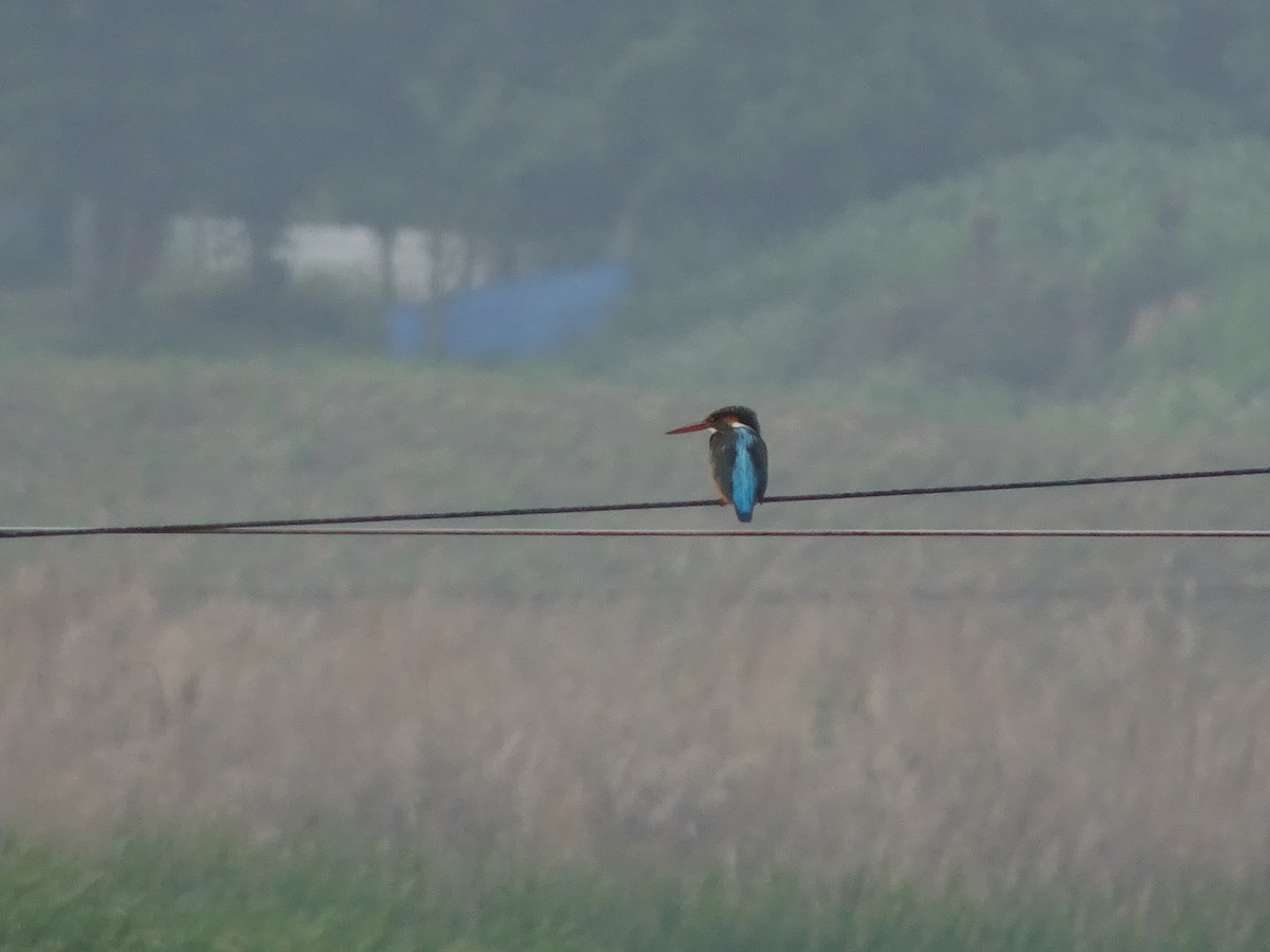 Common Kingfisher - Merganser Man