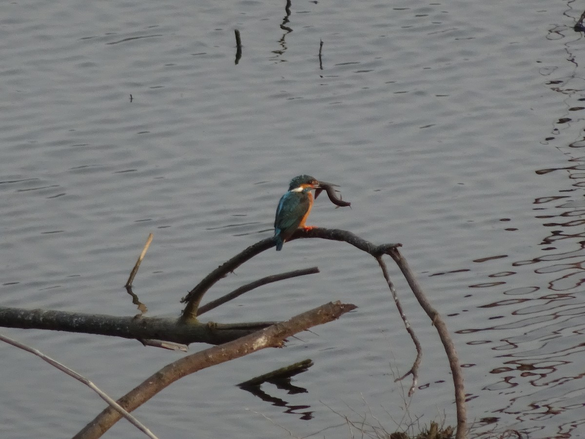 Common Kingfisher - ML439314201