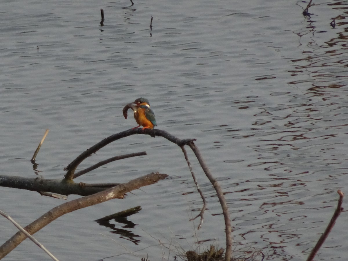 Common Kingfisher - ML439314211