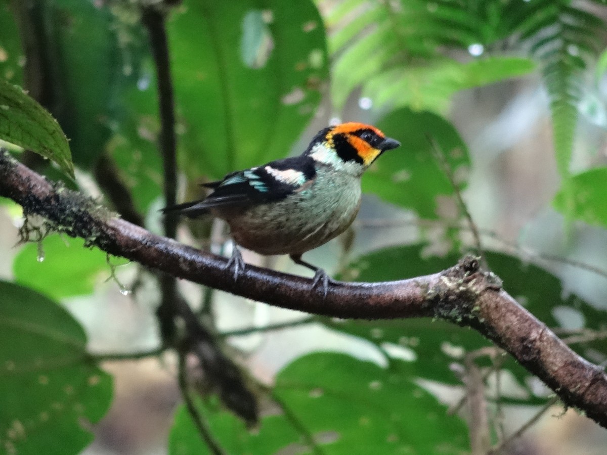 Flame-faced Tanager - ML439315601