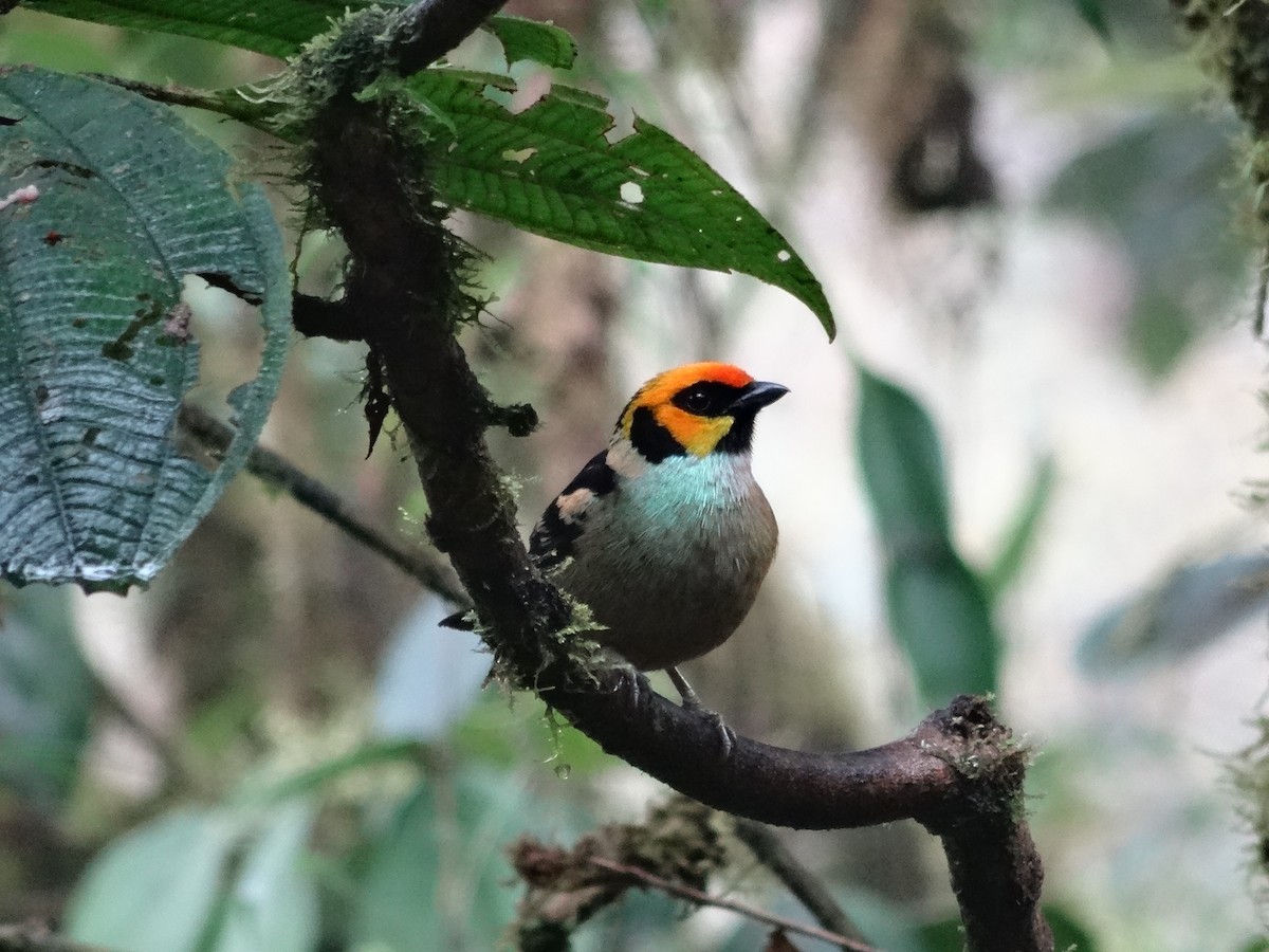 Flame-faced Tanager - ML439315611