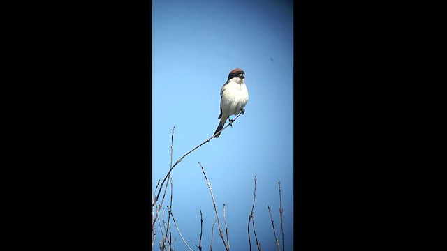 חנקן אדום-ראש - ML439316591