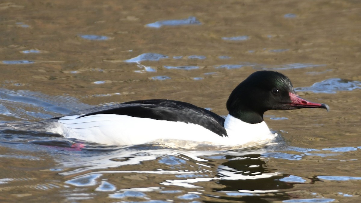 Common Merganser - Vlad Sladariu