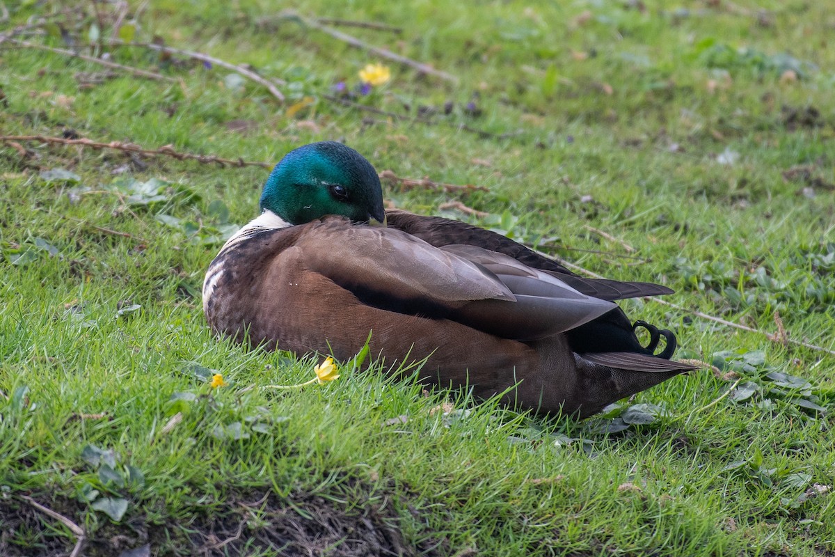 Canard colvert (forme domestique) - ML439317361