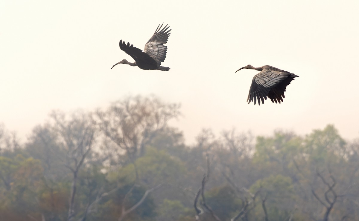 Giant Ibis - Lars Petersson | My World of Bird Photography