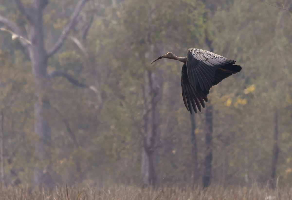 Giant Ibis - Lars Petersson | My World of Bird Photography