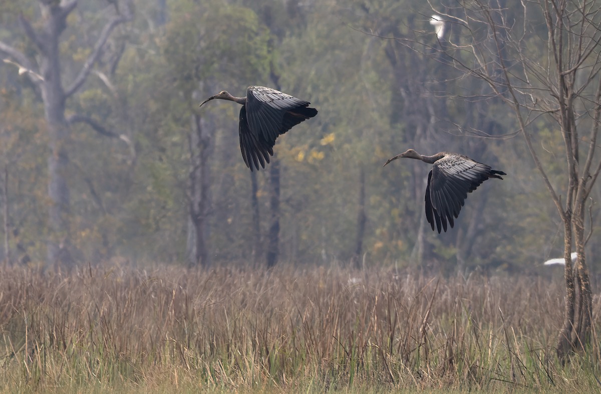 Giant Ibis - Lars Petersson | My World of Bird Photography
