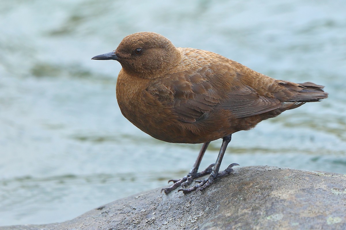 Brown Dipper - ML439319031
