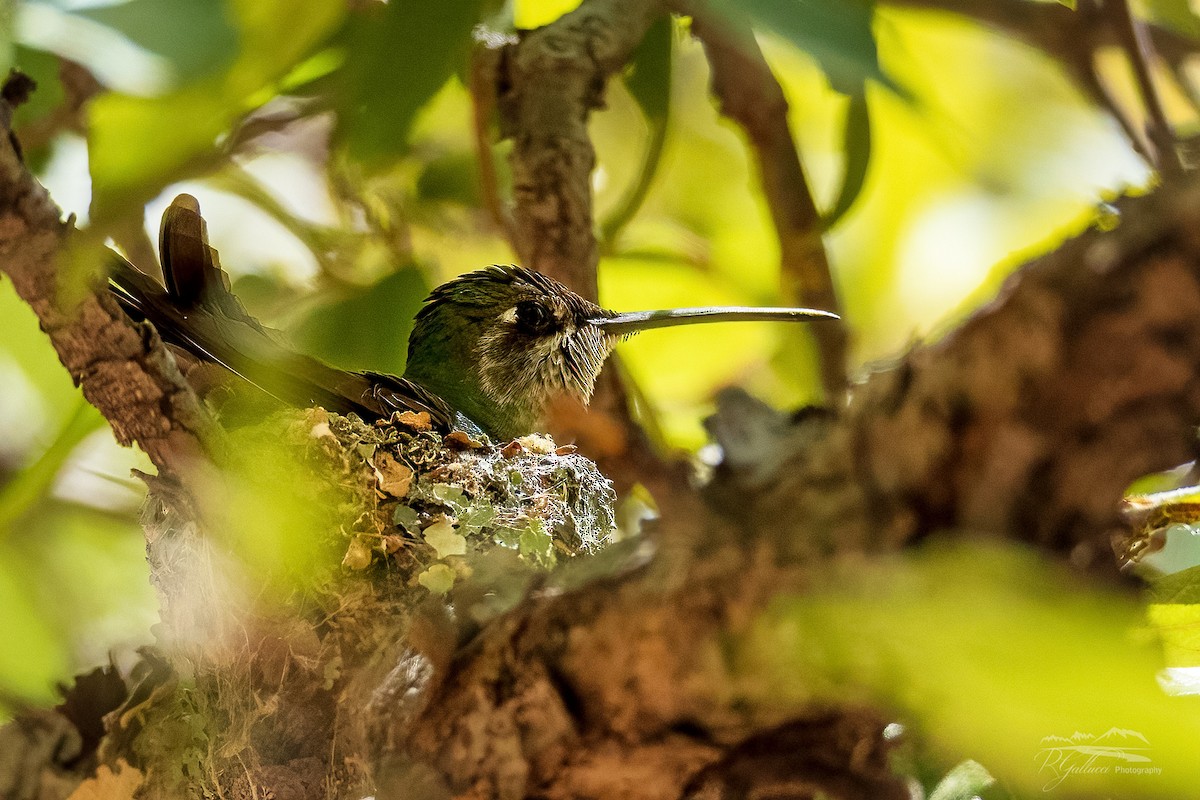 Rivoli's Hummingbird - ML439319111