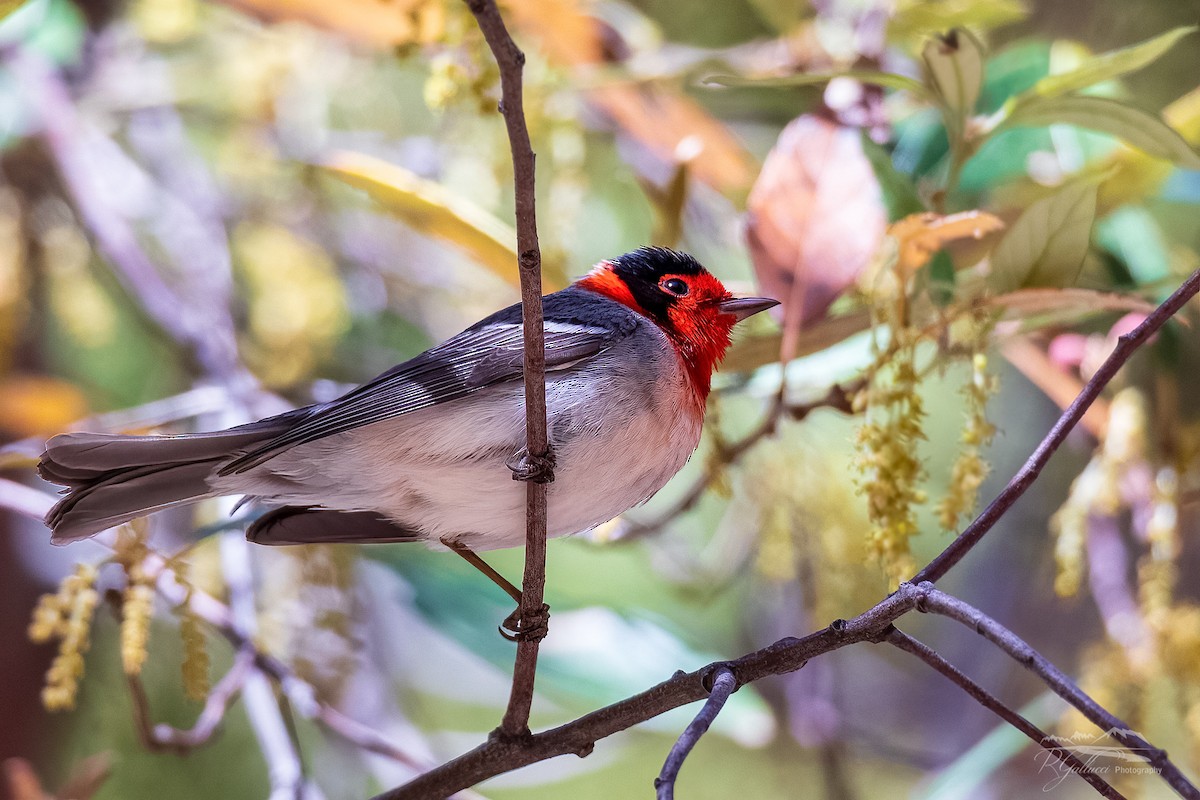 Red-faced Warbler - ML439319191