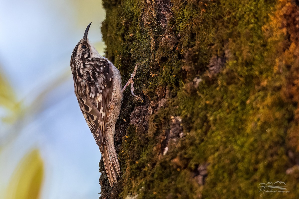 Brown Creeper (albescens/alticola) - ML439319341